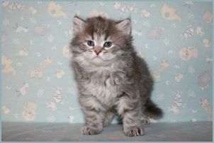 Male Siberian Kitten from Deedlebug Siberians